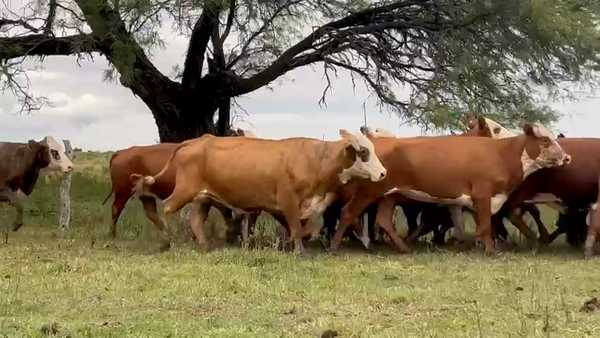 Lote 35 Vacas usadas preñadas en Corrientes, Mariano I. Loza
