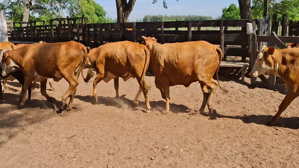 Lote 45 Vaquillonas C/ gtia de preñez