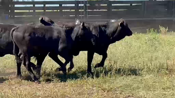 Lote 100 Terneros