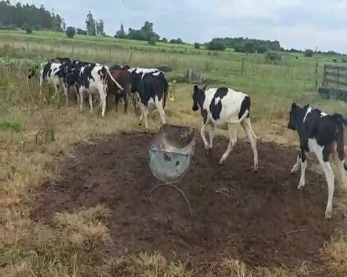 Lote 16 Terneras HOLANDO 170kg - , San José