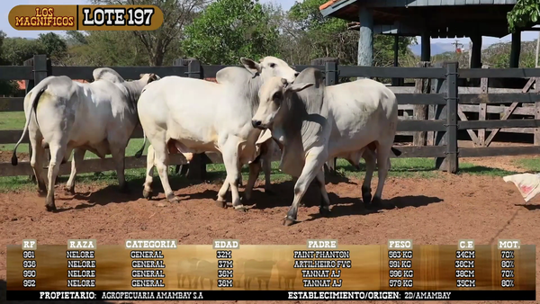 Lote LOTE 197 - POR PANTALLA