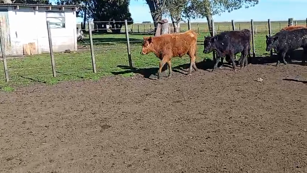 Lote 65 Terneros en Buenos Aires, Benito Juárez