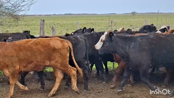 Lote 88 Vaquillonas