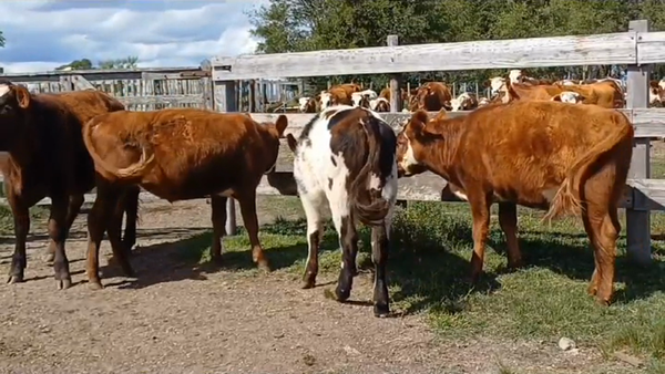 Lote 4 Novillos 1 a 2 años NORMANDO 270kg -  en LA SIERRA