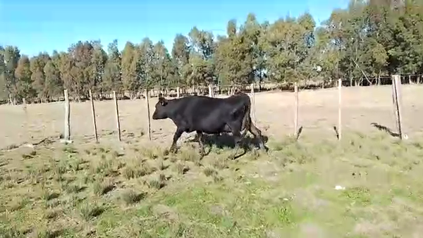 Lote Vaquillonas 1 a 2 años KIWY 350kg - , San José