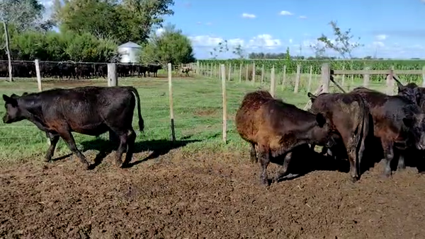 Lote 20 Terneros en Bonifacio, Buenos Aires