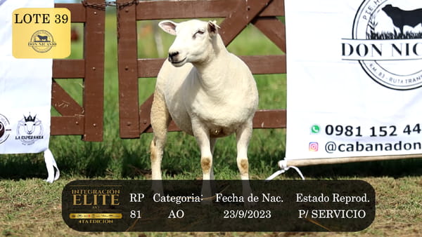 Lote LOTE 39