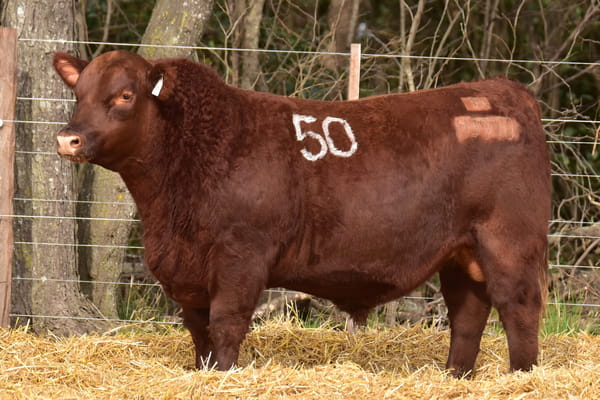 Lote TOROS ANGUS PC