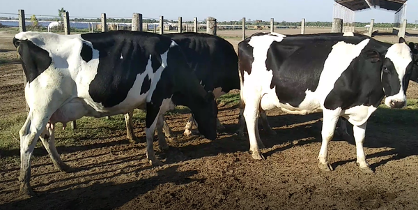 Lote 5 Vacas en Humberto 1º, Santa Fe