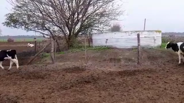 Lote 22 Terneros en Santa Fe, Galisteo