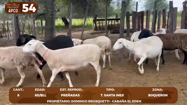 Lote LOTE 54 -POR PANTALLA