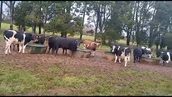 Lote 45 Novillo Gordo en Mariquina, XIV Región Los Ríos