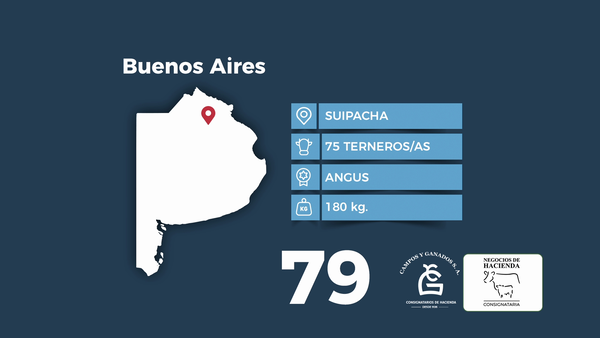 Lote 75 Terneros/as en Buenos Aires, Suipacha