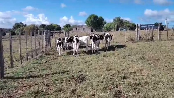 Lote 10 Terneros, San José