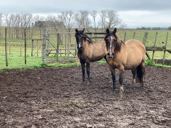 Lote Ipe de la sierra