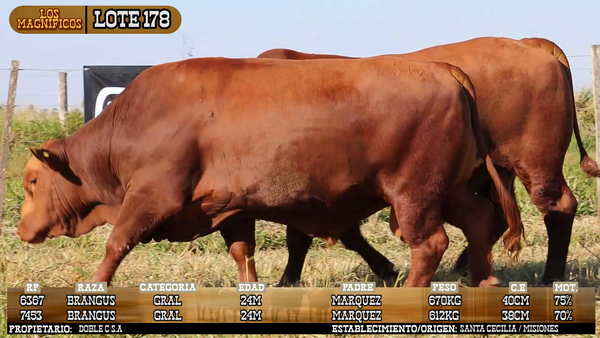 Lote LOTE 178 - VIVO