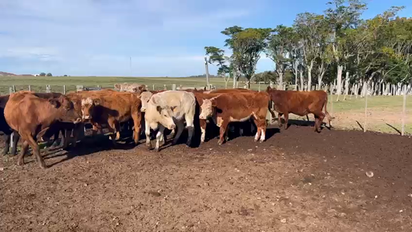 Lote VACAS DE INVERNADA