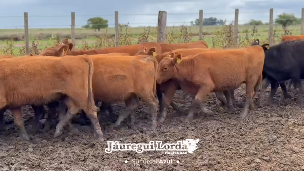 Lote 59 Terneras