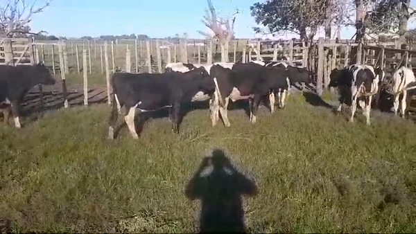 Lote 10 Terneros Holando HOLANDO 180kg -  en SANTA ROSA