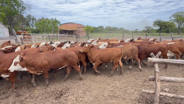 Lote 100 Terneras