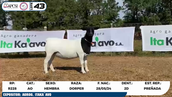 Lote LOTE 43