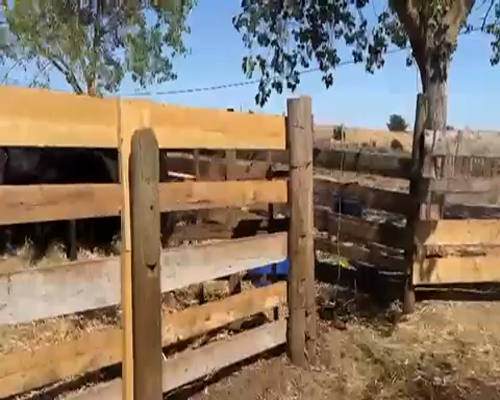 Lote 30 Vaquilla Engorda en Chillán, XVI Región Ñuble
