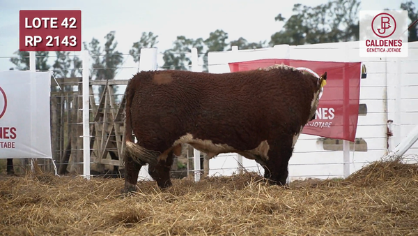 Lote Toro PR