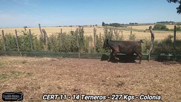 Lote 14 Terneros en Agraciada, Colonia