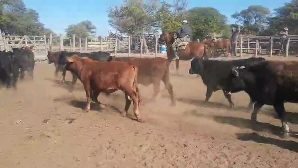 Lote 50 Novillitos en Vilelas, Santiago del Estero