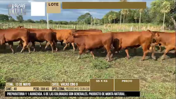 Lote LOTE 43 - 40 VACAS CBO 0