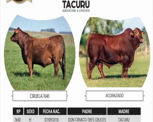 Lote CIRUELA 7640 | ACORAZADO