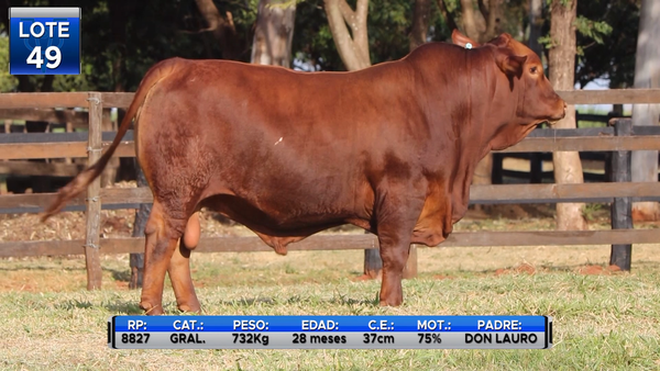 Lote TOROS BRANGUS  -LOTE 49