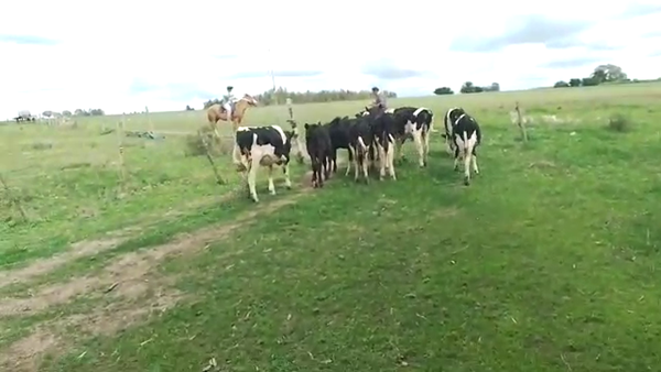 Lote Terneros Hol 10