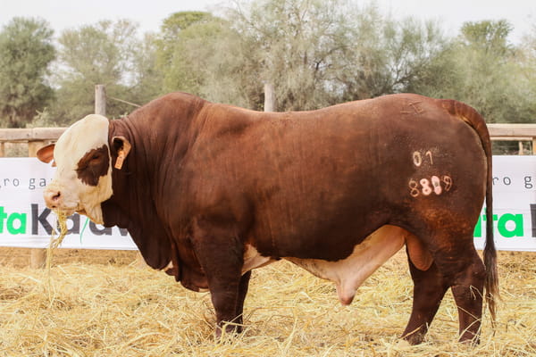Lote LOTE 54