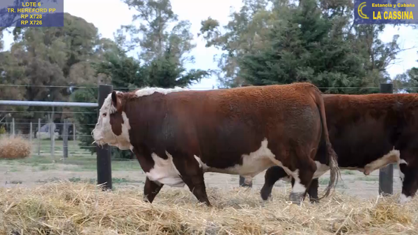 Lote TOROS P. HEREFORD PUROS DE PEDIGREE