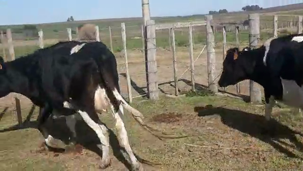 Lote 2 Vaquillonas 1 a 2 años HOLANDO 400kg - , San José