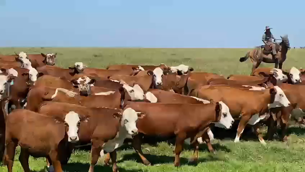 Lote 75 Novillitos en Corrientes, Curuzú-Cuatiá