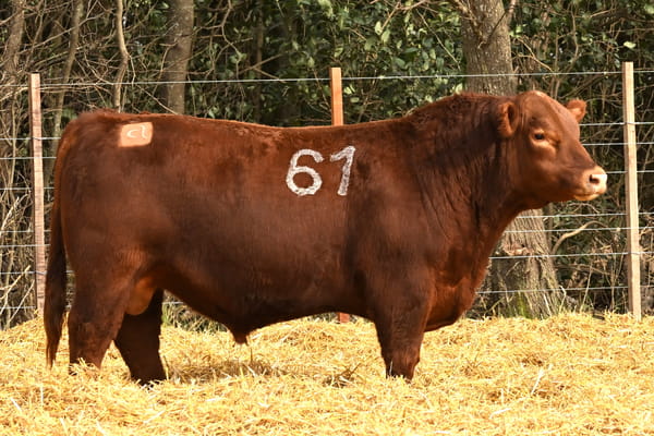 45630 — TOROS ANGUS PC