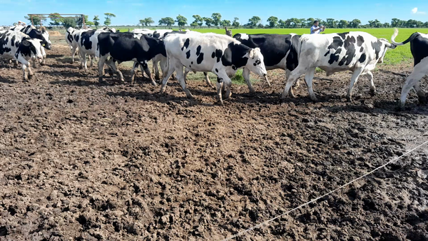 Lote 25 Novillo Holando Argentino en Morteros, Córdoba