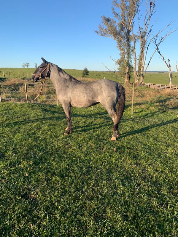Lote GUAYABADA GILOCA