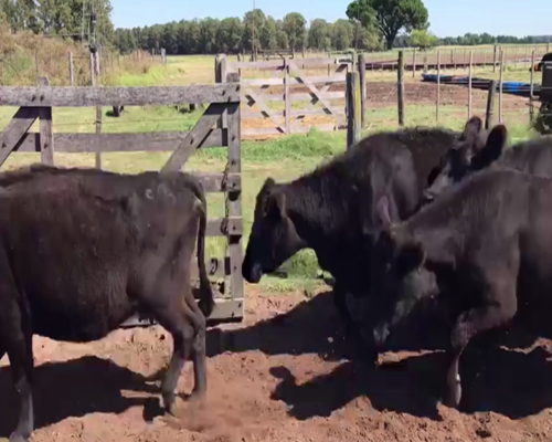 Lote 35 VACAS USADAS PREÑADAS, DAIREAUX, BS. AS.