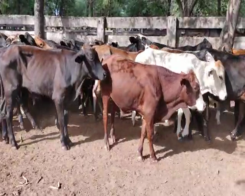 Lote 65 Terneros en Monte Quemado, Santiago del Estero