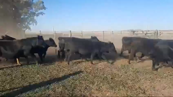 Lote 85 Vaquillonas en Laprida, Buenos Aires