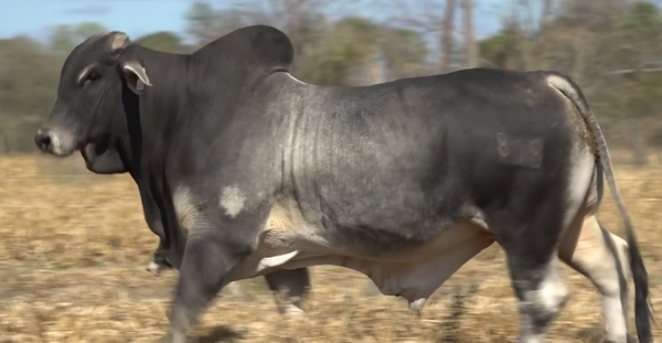 Lote TOROS(CORRAL 38)BRAMHAN "CABAÑA MARIA ESTHER"