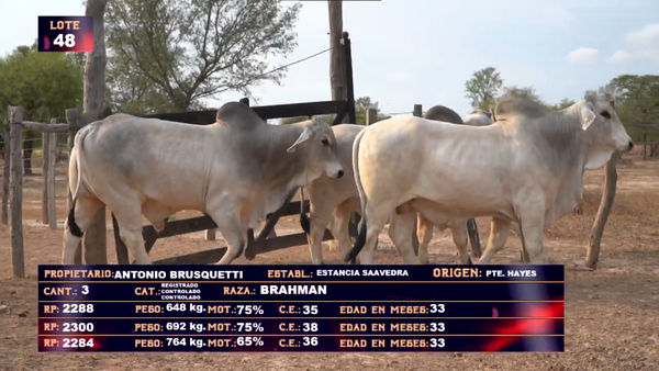 Lote ANTONIO BRUSQUETTI   LOTE 48