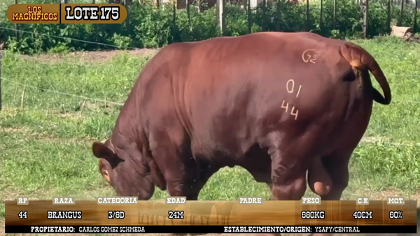 Lote LOTE 175