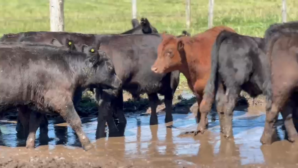 Lote 22 Terneros en Monte, Buenos Aires