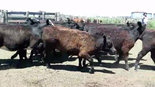 Lote 66 TERN. MACHOS Y HEMBRAS, DE LA GARMA, BS. AS.