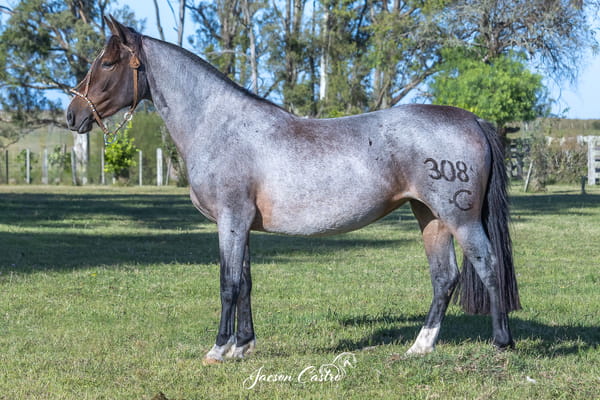 Lote Topadora De Los Recuerdos