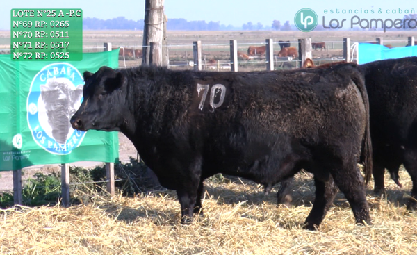 Lote TOROS PUROS CONTROLADOS